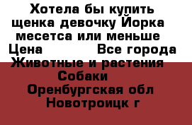 Хотела бы купить щенка девочку Йорка 2 месетса или меньше › Цена ­ 5 000 - Все города Животные и растения » Собаки   . Оренбургская обл.,Новотроицк г.